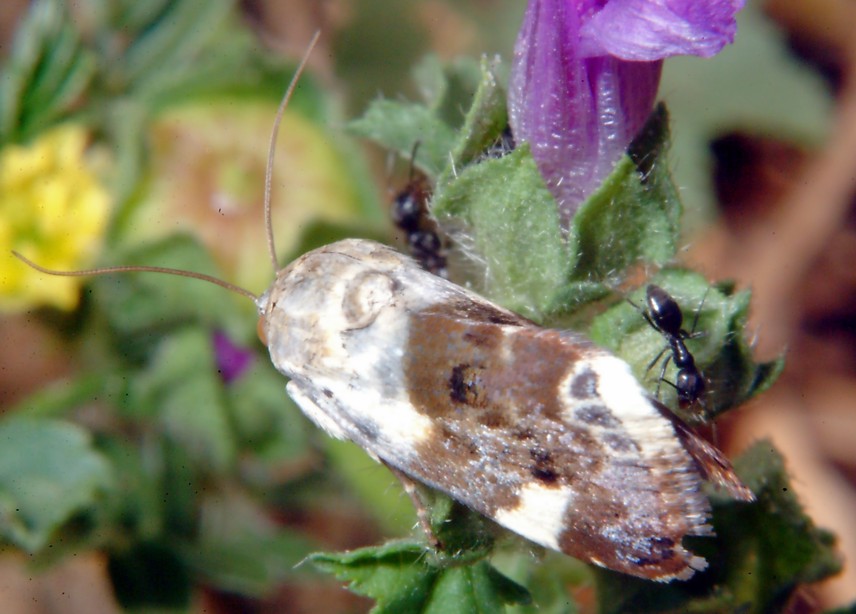 Farfalla della malva e coccinelle al 